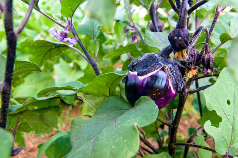  D3C_1848.jpg </br ><small> 2008-07-01 17:09</br >NIKON D300 24mm 1/60s f/5.6 ISO 200</small>