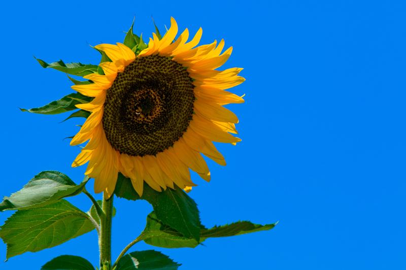  D3C_1894.jpg </br ><small> 2008-07-02 13:10</br >NIKON D300 105mm 1/250s f/16 ISO 200</small>