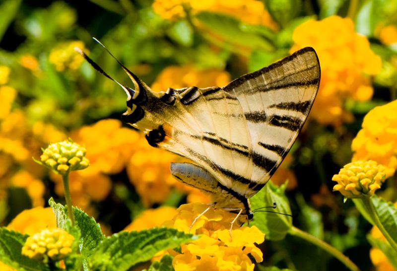  D3C_1906.jpg </br ><small> 2008-07-02 13:16</br >NIKON D300 105mm 1/400s f/9 ISO 200</small>