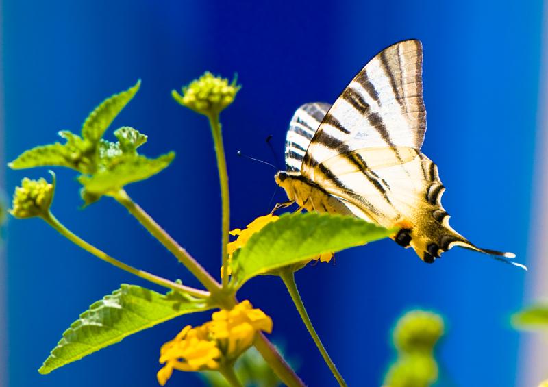  D3C_1915.jpg </br ><small> 2008-07-02 13:18</br >NIKON D300 105mm 1/1000s f/5.6 ISO 200</small>