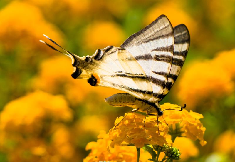  D3C_1916.jpg </br ><small> 2008-07-02 13:19</br >NIKON D300 105mm 1/1250s f/5.6 ISO 200</small>