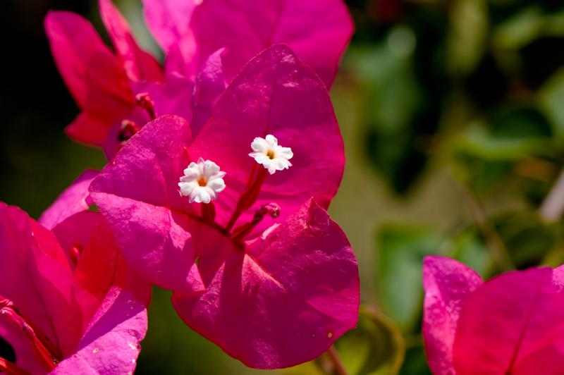  D3C_1925.jpg </br ><small> 2008-07-02 13:23</br >NIKON D300 105mm 1/500s f/8 ISO 200</small>