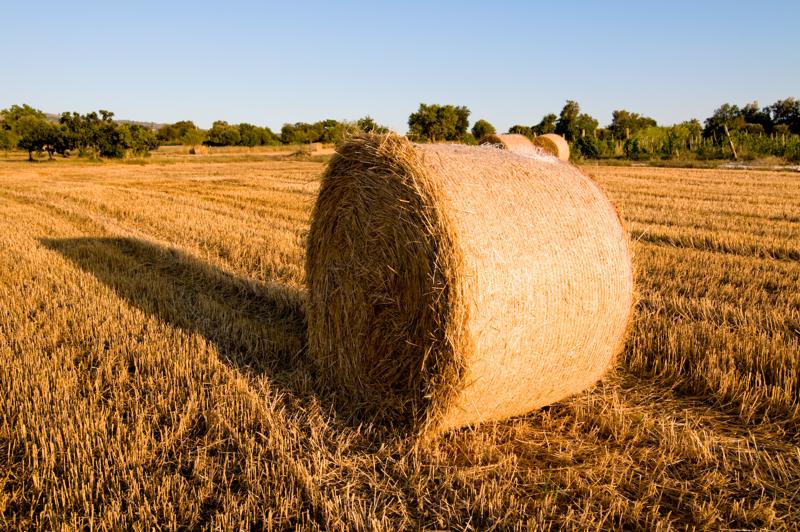  D3C_2110.jpg </br ><small> 2008-07-03 19:44</br >NIKON D300 19mm 1/200s f/8 ISO 200</small>