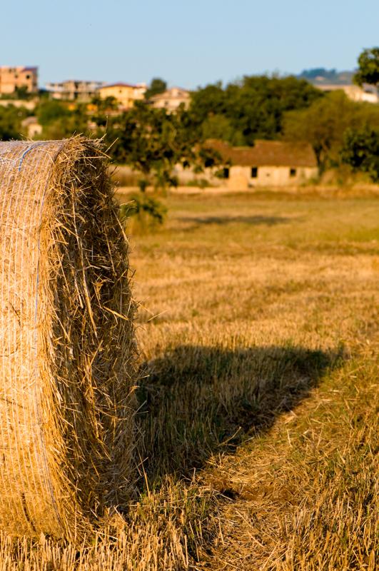  D3C_2118.jpg </br ><small> 2008-07-03 19:47</br >NIKON D300 105mm 1/400s f/5.6 ISO 200</small>