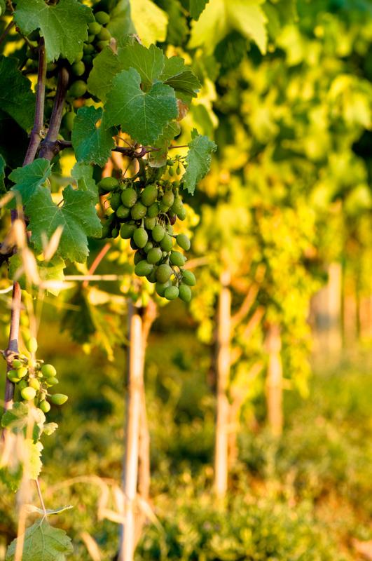  D3C_2119.jpg </br ><small> 2008-07-03 19:48</br >NIKON D300 105mm 1/125s f/5.6 ISO 200</small>