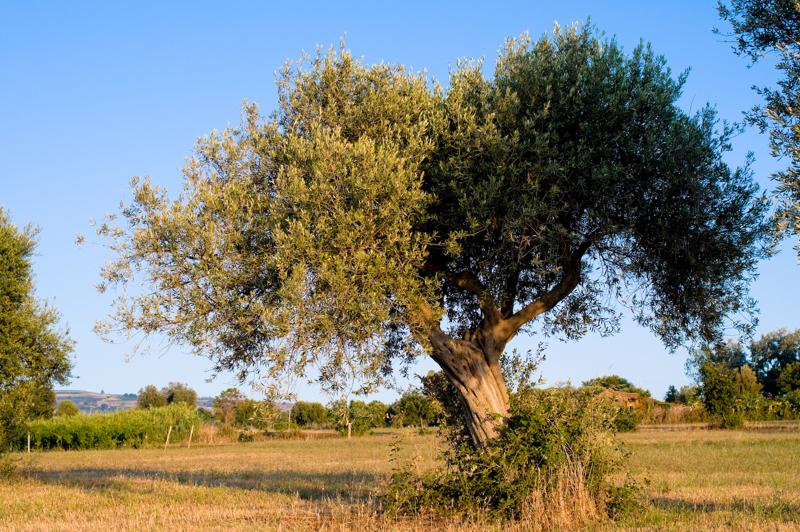  D3C_2124.jpg </br ><small> 2008-07-03 19:53</br >NIKON D300 35mm 1/250s f/5.6 ISO 200</small>