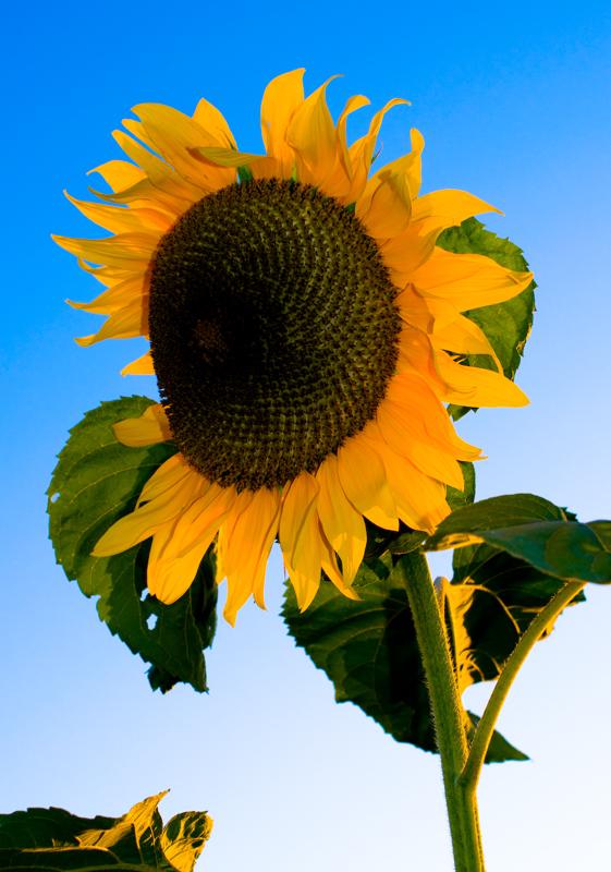  D3C_2128.jpg </br ><small> 2008-07-03 19:55</br >NIKON D300 35mm 1/250s f/5.6 ISO 200</small>