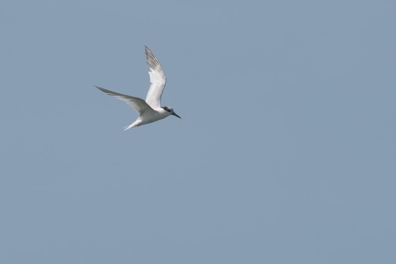  20160905-PB5_0184.JPG </br ><small> 2016-09-05 14:49</br >NIKON D500 + TAMRON SP AF 150-600mm F5-6.3 VC USD A011N<br /> 600mm 1/1000s f/8 ISO 180</small>