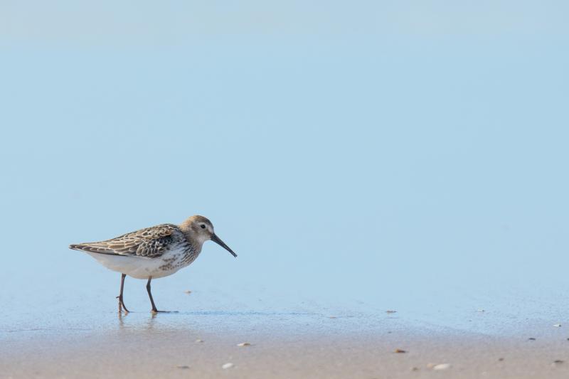  20160905-PB5_0225.JPG </br ><small> 2016-09-05 14:53</br >NIKON D500 + TAMRON SP AF 150-600mm F5-6.3 VC USD A011N<br /> 500mm 1/1000s f/8 ISO 200</small>