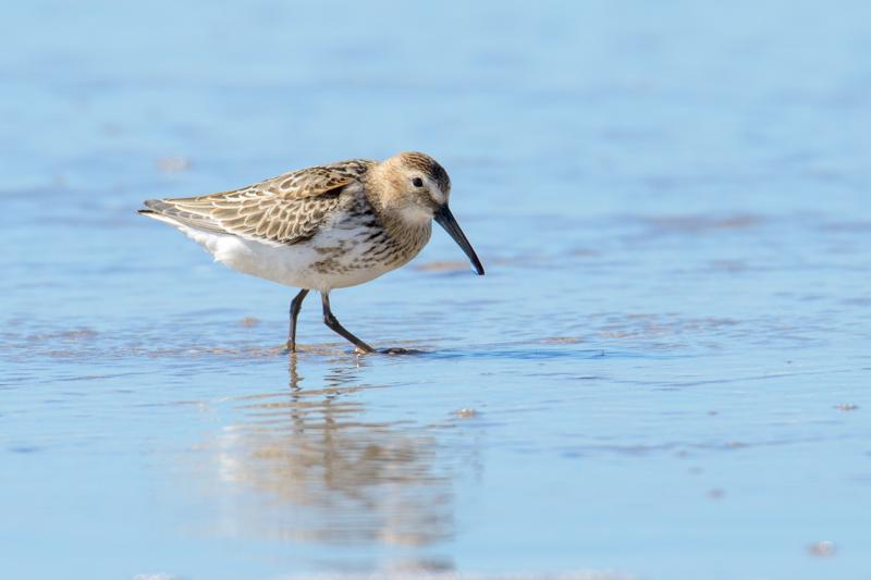  20160905-PB5_0241.JPG </br ><small> 2016-09-05 14:54</br >NIKON D500 + TAMRON SP AF 150-600mm F5-6.3 VC USD A011N<br /> 600mm 1/1000s f/8 ISO 220</small>