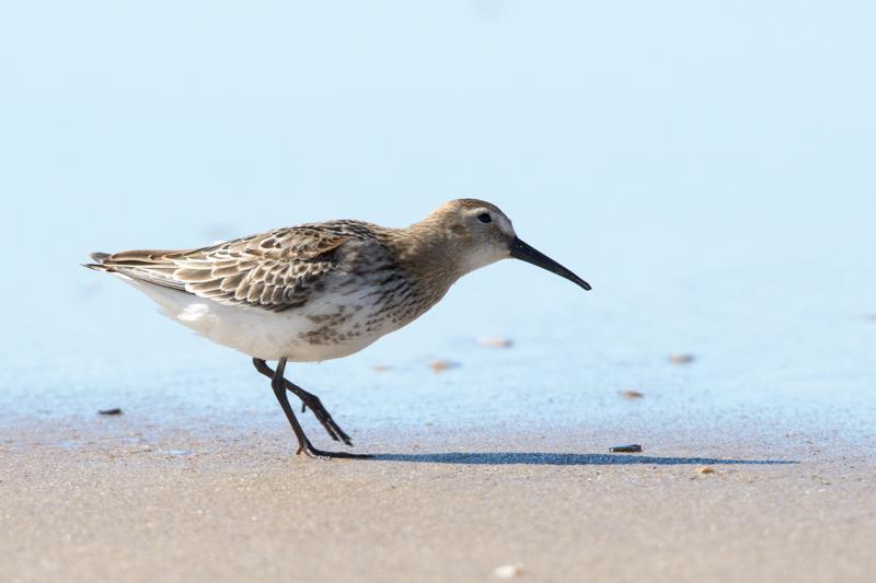  20160905-PB5_0310.JPG </br ><small> 2016-09-05 14:56</br >NIKON D500 + TAMRON SP AF 150-600mm F5-6.3 VC USD A011N<br /> 550mm 1/1000s f/8 ISO 250</small>