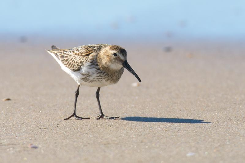  20160905-PB5_0315.JPG </br ><small> 2016-09-05 14:57</br >NIKON D500 + TAMRON SP AF 150-600mm F5-6.3 VC USD A011N<br /> 550mm 1/1000s f/8 ISO 280</small>