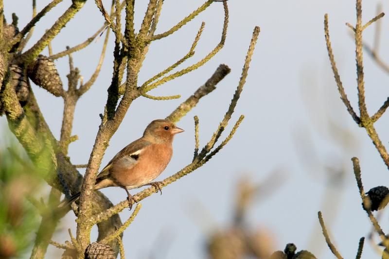  20160906-PB5_0405.JPG </br ><small> 2016-09-06 07:57</br >NIKON D500 + TAMRON SP AF 150-600mm F5-6.3 VC USD A011N<br /> 500mm 1/1250s f/7.1 ISO 560</small>