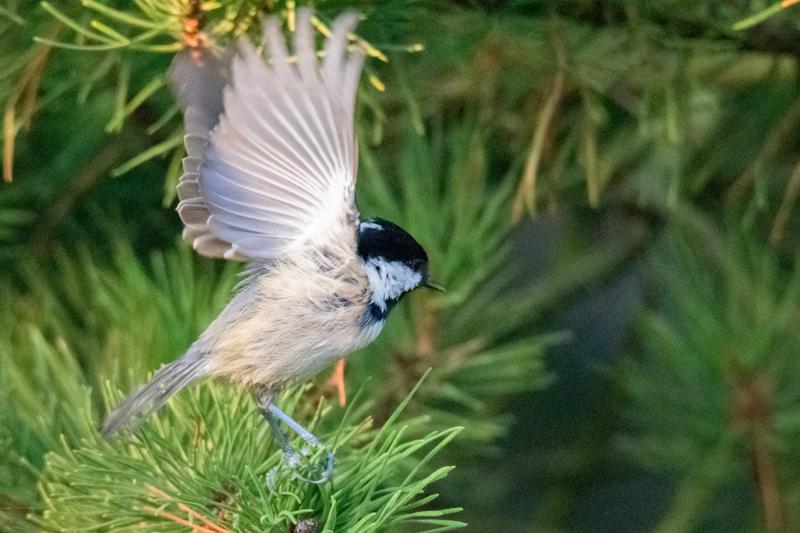  20160908-PB5_0504.JPG </br ><small> 2016-09-08 07:40</br >NIKON D500 + TAMRON SP AF 150-600mm F5-6.3 VC USD A011N<br /> 550mm 1/1000s f/8 ISO 22800</small>