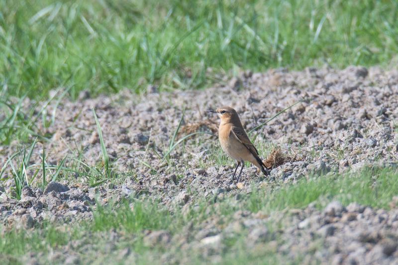  20160908-PB5_0580.JPG </br ><small> 2016-09-08 14:36</br >NIKON D500 + TAMRON SP AF 150-600mm F5-6.3 VC USD A011N<br /> 500mm 1/1000s f/8 ISO 500</small>