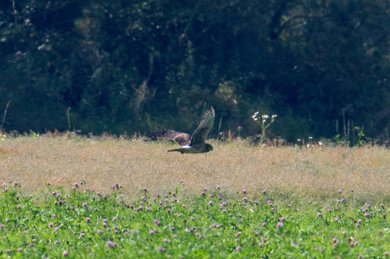  20160910-PB5_0990.JPG </br ><small> 2016-09-10 12:41</br >NIKON D500 + TAMRON SP AF 150-600mm F5-6.3 VC USD A011N<br /> 500mm 1/800s f/8 ISO 450</small>