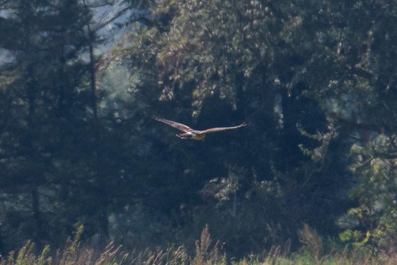  20160910-PB5_0999.JPG </br ><small> 2016-09-10 12:41</br >NIKON D500 + TAMRON SP AF 150-600mm F5-6.3 VC USD A011N<br /> 500mm 1/800s f/8 ISO 450</small>