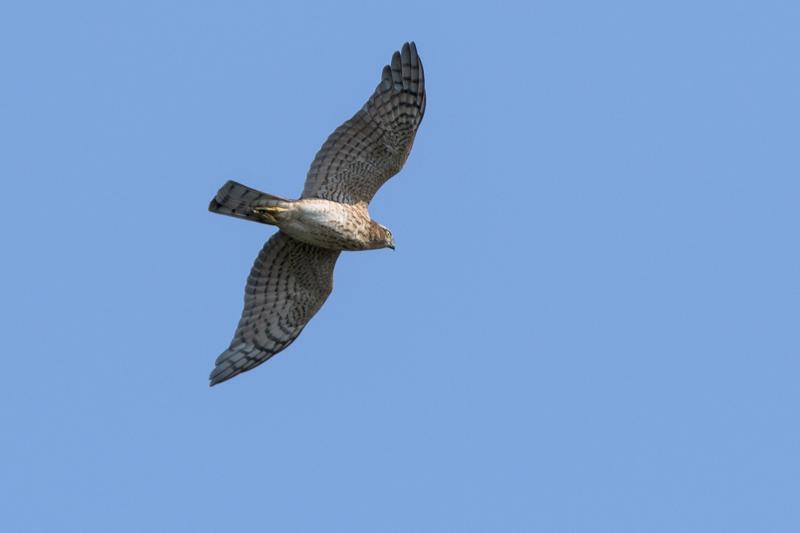  20160914-PB5_1324.JPG </br ><small> 2016-09-14 11:40</br >NIKON D500 + TAMRON SP AF 150-600mm F5-6.3 VC USD A011N<br /> 460mm 1/800s f/8 ISO 220</small>