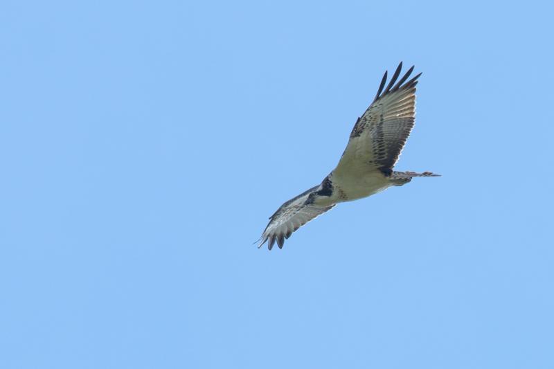  20160916-PB5_1788.JPG </br ><small> 2016-09-16 14:11</br >NIKON D500 + TAMRON SP AF 150-600mm F5-6.3 VC USD A011N<br /> 550mm 1/1600s f/9 ISO 640</small>