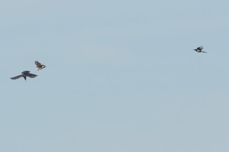  20160916-PB5_1817.JPG </br ><small> 2016-09-16 14:15</br >NIKON D500 + TAMRON SP AF 150-600mm F5-6.3 VC USD A011N<br /> 500mm 1/1600s f/9 ISO 640</small>