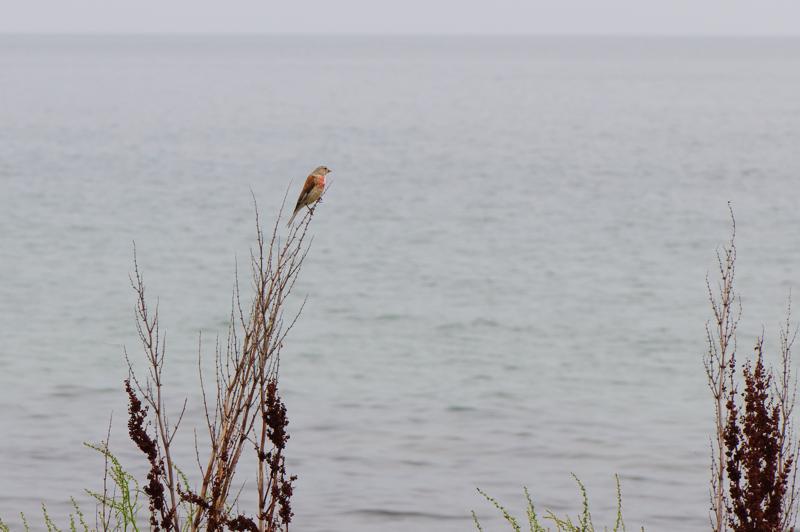  D3C_3541.jpg </br ><small> 2008-08-07 13:24</br >NIKON D300 105mm 1/500s f/8 ISO 200</small>