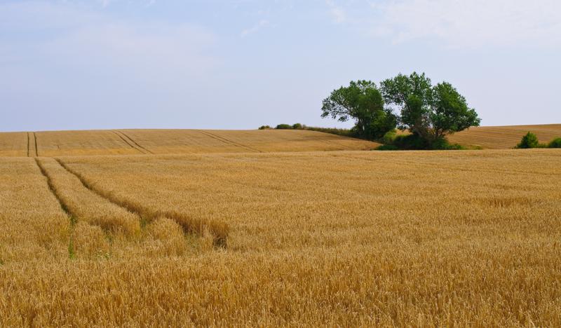  D3C_3588.jpg </br ><small> 2008-08-07 15:15</br >NIKON D300 35mm 1/500s f/8 ISO 200</small>