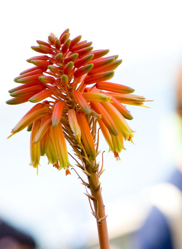  D2C_7591.jpg </br ><small> 2008-05-04 12:50</br >NIKON D200 105mm 1/60s f/8 ISO 100</small>