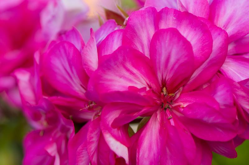  D2C_7866.jpg </br ><small> 2008-05-05 06:38</br >NIKON D200 105mm 1/45s f/5.6 ISO 100</small>