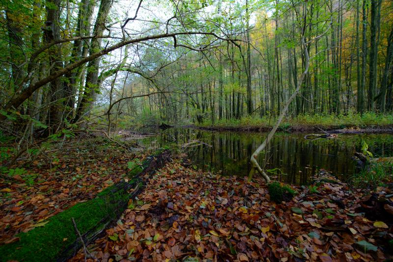  20121020_PB8_3139.JPG </br ><small> 2012-10-20 14:52</br >NIKON D800 + 14.0-24.0 mm f/2.8<br /> 14mm 1/30s f/5.6 ISO 200</small>