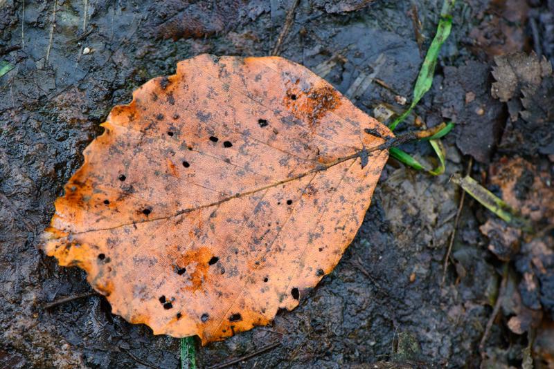  20121020_PB8_3212.JPG </br ><small> 2012-10-20 16:24</br >NIKON D800 + 105.0 mm f/2.8<br /> 105mm 1/250s f/5.6 ISO 2200</small>