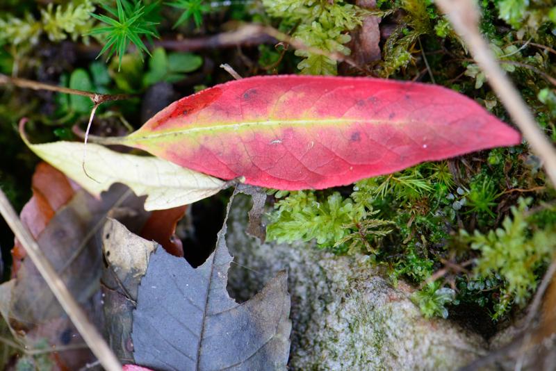  20121020_PB8_3214.JPG </br ><small> 2012-10-20 16:28</br >NIKON D800 + 105.0 mm f/2.8<br /> 105mm 1/250s f/5.6 ISO 2200</small>