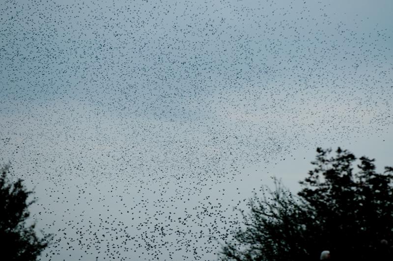  D3C_4847.jpg </br ><small> 2008-10-12 18:31</br >NIKON D300 200mm 1/60s f/4 ISO 400</small>