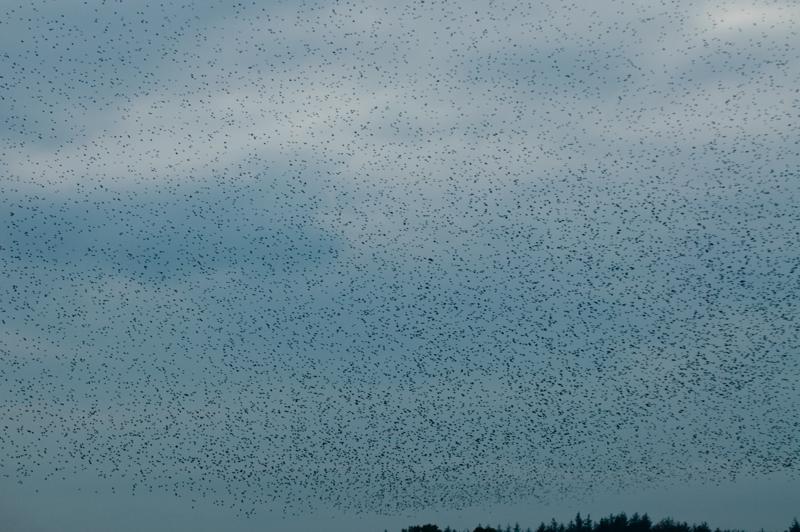  D3C_4851.jpg </br ><small> 2008-10-12 18:32</br >NIKON D300 120mm 1/60s f/4 ISO 250</small>