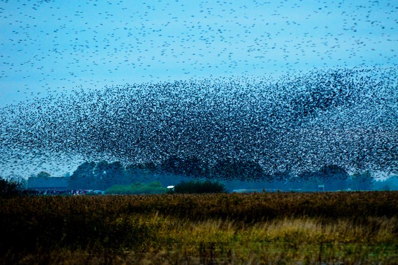  D3C_4871.jpg </br ><small> 2008-10-12 18:34</br >NIKON D300 200mm 1/60s f/4 ISO 1400</small>