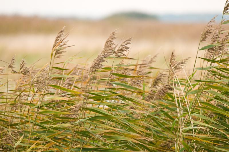  D3C_4832.jpg </br ><small> 2008-10-12 18:24</br >NIKON D300 200mm 1/60s f/4 ISO 900</small>