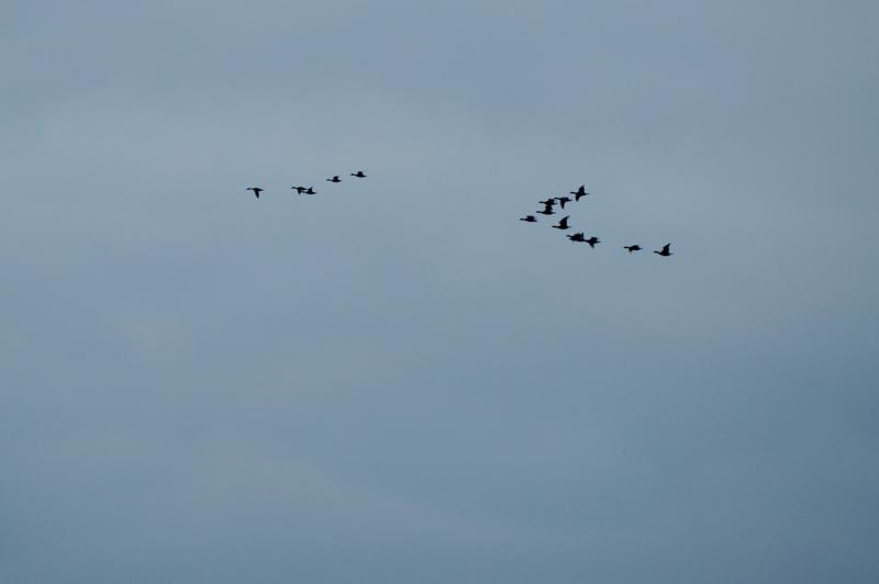  D3C_4840.jpg </br ><small> 2008-10-12 18:30</br >NIKON D300 200mm 1/60s f/4 ISO 320</small>