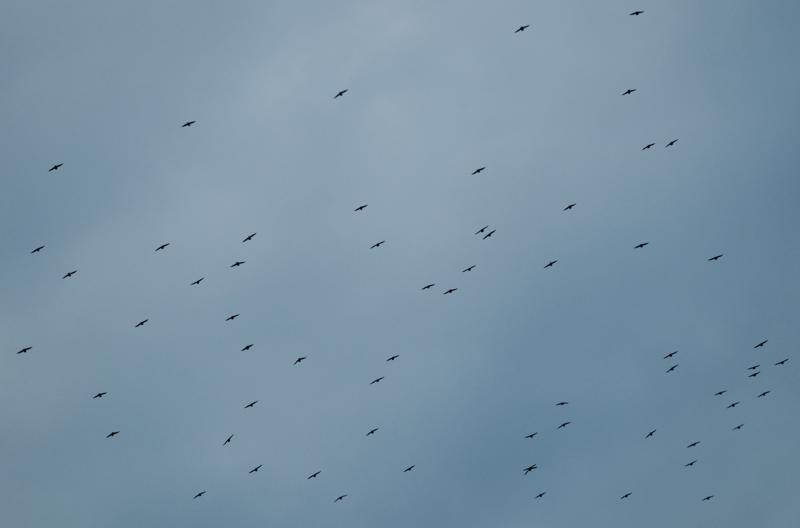  D3C_4864.jpg </br ><small> 2008-10-12 18:34</br >NIKON D300 190mm 1/60s f/4 ISO 280</small>