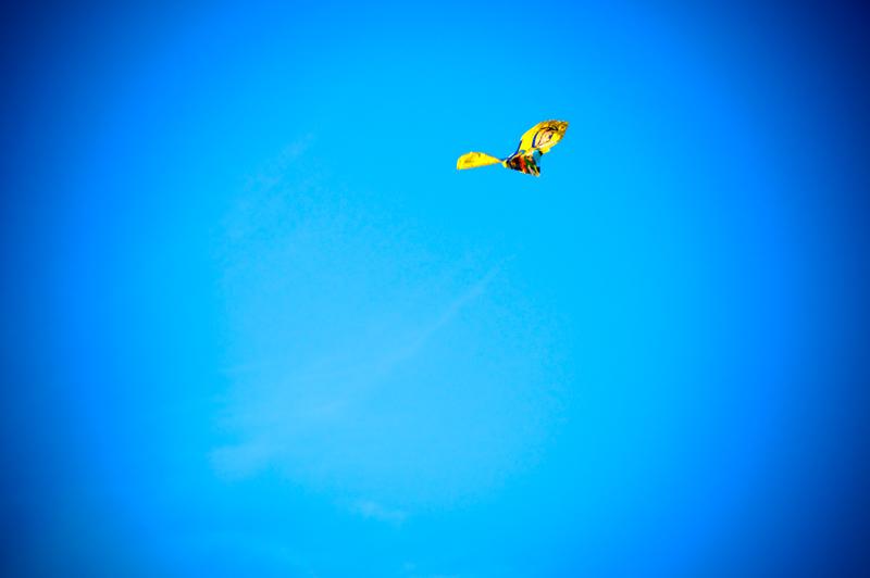  D3C_5021.jpg </br ><small> 2008-10-14 16:26</br >NIKON D300 200mm 1/500s f/8 ISO 200</small>