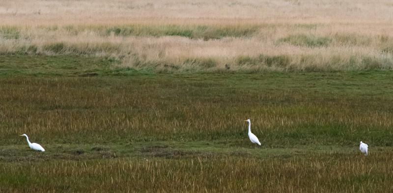  20121015_PB8_3042.JPG </br ><small> 2012-10-15 14:57</br >NIKON D800 + 70.0-200.0 mm f/2.8<br /> 340mm 1/800s f/9 ISO 3600</small>