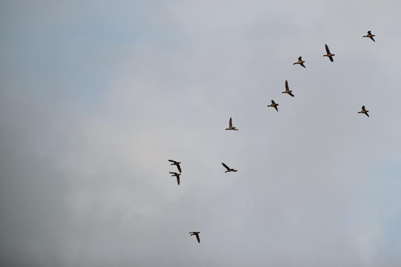  20121013_PB8_2532.JPG </br ><small> 2012-10-13 17:39</br >NIKON D800 + 70.0-200.0 mm f/2.8<br /> 200mm 1/1000s f/4 ISO 200</small>