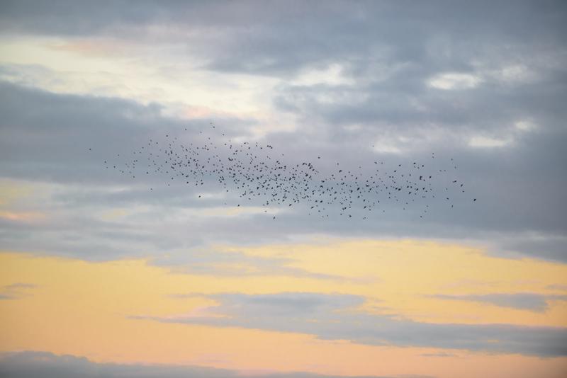  20121013_PB8_2588.JPG </br ><small> 2012-10-13 18:18</br >NIKON D800 + 70.0-200.0 mm f/2.8<br /> 200mm 1/400s f/4 ISO 500</small>