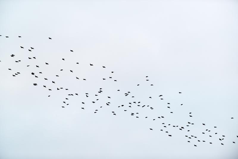  20121014_PB8_2850.JPG </br ><small> 2012-10-14 18:02</br >NIKON D800 + 70.0-200.0 mm f/2.8<br /> 190mm 1/400s f/4 ISO 500</small>