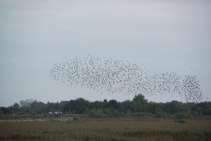  20121014_PB8_2867.JPG </br ><small> 2012-10-14 18:11</br >NIKON D800 + 70.0-200.0 mm f/2.8<br /> 200mm 1/400s f/5.6 ISO 3600</small>