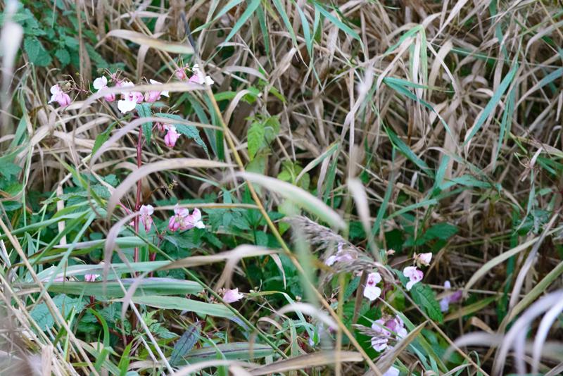  20121014_PB8_2870.JPG </br ><small> 2012-10-14 18:15</br >NIKON D800 + 70.0-200.0 mm f/2.8<br /> 200mm 1/100s f/5.6 ISO 6400</small>