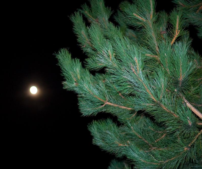  D2C_6774.jpg </br ><small> 2007-01-01 19:10</br >NIKON D200 55mm 1/30s f/2.8 ISO 400</small>