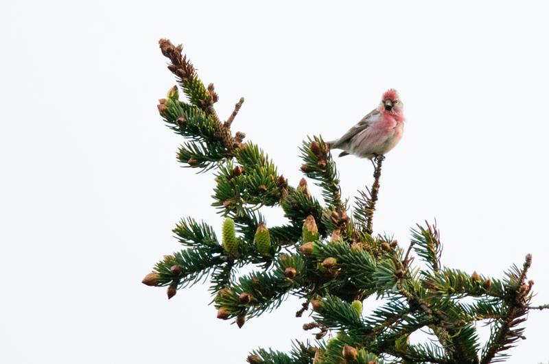  20150514-PB8_8568.JPG </br ><small> 2015-05-14 20:58</br >NIKON D800 + 150.0-600.0 mm f/5.0-6.3<br /> 600mm 1/800s f/7.1 ISO 2000</small>