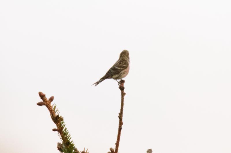  20150514-PB8_8569.JPG </br ><small> 2015-05-14 20:58</br >NIKON D800 + 150.0-600.0 mm f/5.0-6.3<br /> 600mm 1/800s f/7.1 ISO 2500</small>