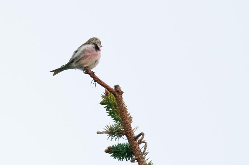  20150514-PB8_8605.JPG </br ><small> 2015-05-14 21:09</br >NIKON D800 + 150.0-600.0 mm f/5.0-6.3<br /> 600mm 1/500s f/8 ISO 5000</small>