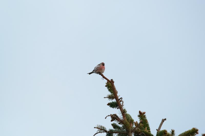  20150514-PB8_8607.JPG </br ><small> 2015-05-14 21:09</br >NIKON D800 + 150.0-600.0 mm f/5.0-6.3<br /> 600mm 1/500s f/8 ISO 5600</small>