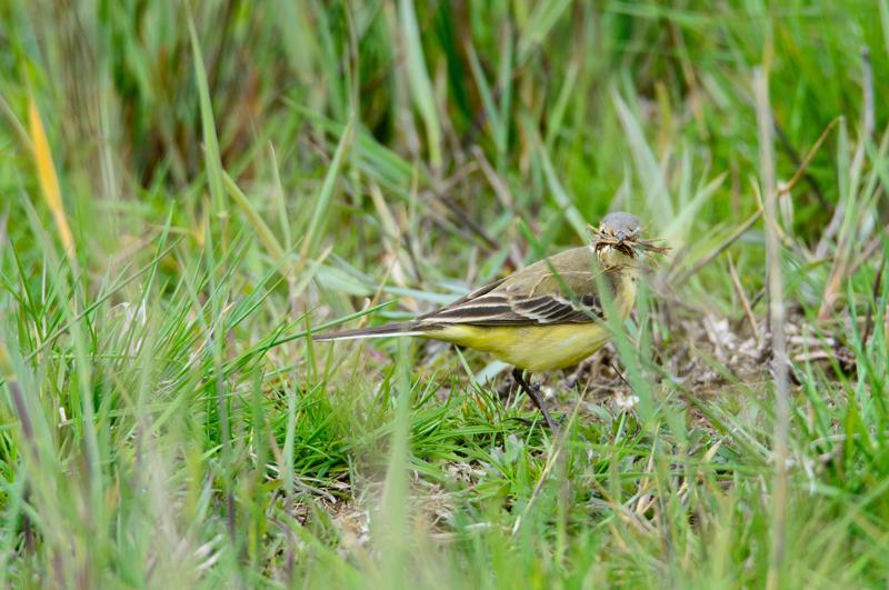  20150515-PB8_8622.JPG </br ><small> 2015-05-15 11:33</br >NIKON D800 + 150.0-600.0 mm f/5.0-6.3<br /> 550mm 1/800s f/8 ISO 900</small>